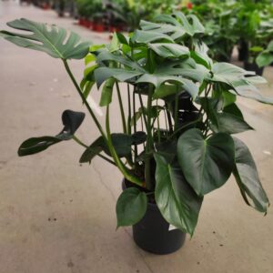 Monstera deliciosa