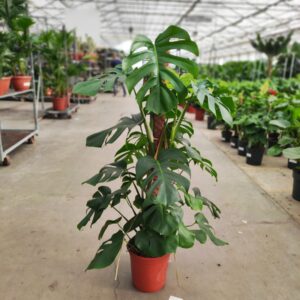 Monstera deliciosa
