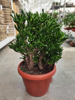 Crassula ovata “gollum”