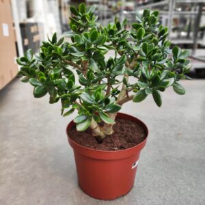 Crassula ovata