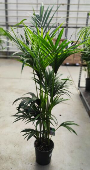Kentia Howea forsteriana