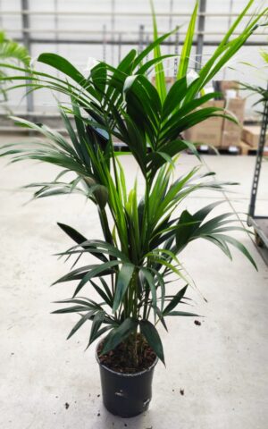 Kentia Howea forsteriana