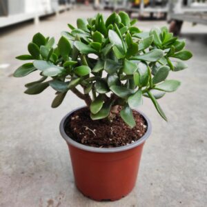 Crassula ovata