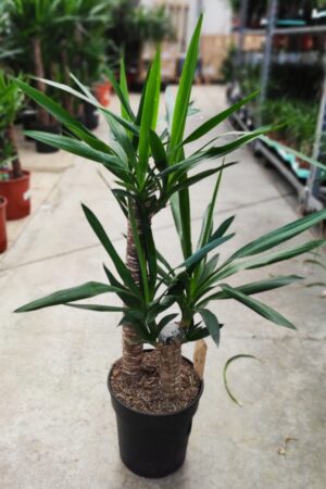 Yucca elephantipes