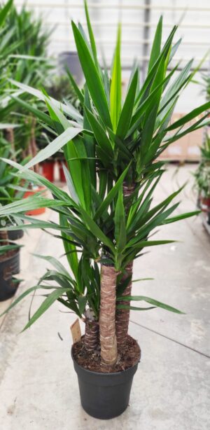 Yucca elephantipes