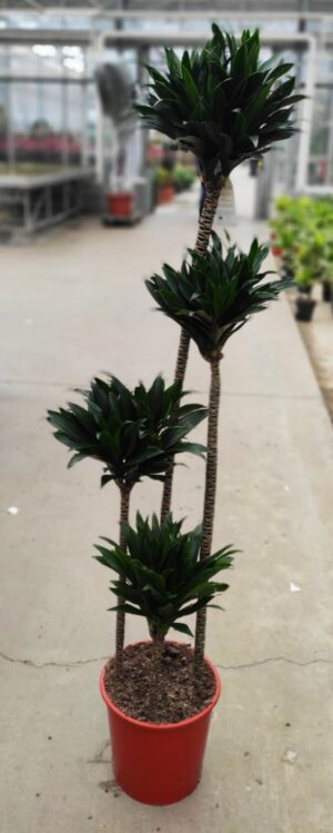 Dracaena compacta