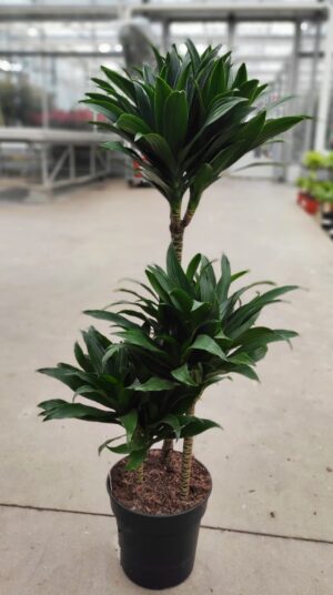 Dracaena compacta
