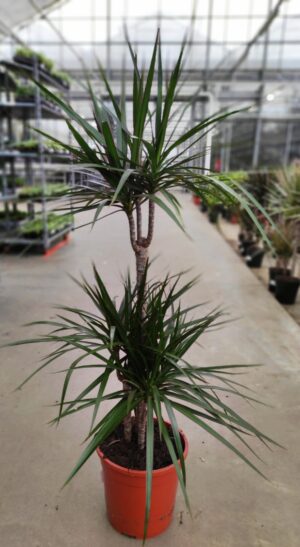 Dracaena marginata