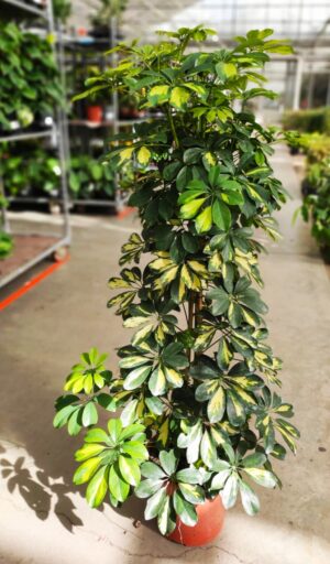 Schefflera arboricola “gold capella”