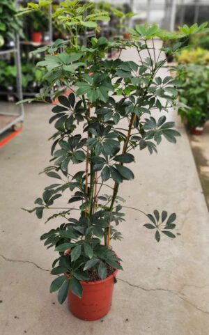 Schefflera arboricola “compacta”