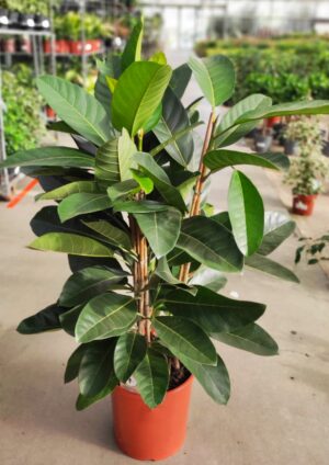 Ficus benghalensis