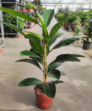 Ficus benghalensis