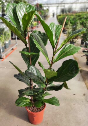 Ficus lyrata