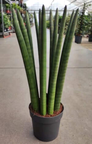 Sansevieria cylindrica